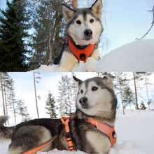 Load image into Gallery viewer, Truelove Tactical Control Padded Dog Harness