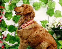 Load image into Gallery viewer, Matching Martingale Collar and Leash Rope Sets