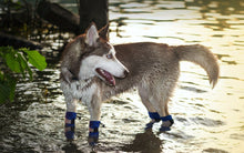 Load image into Gallery viewer, Winter Dog Boots (100% Waterproof)
