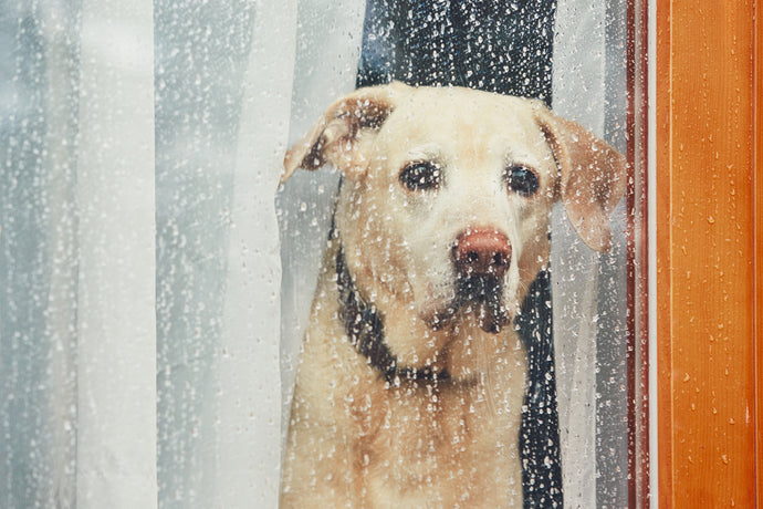 5 Tips to keep your dog active on a rainy day!!!⁠