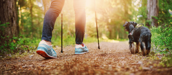 Tips to Prepare Your Dog for a Hiking or Camping Trip