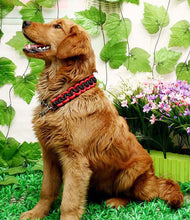 Load image into Gallery viewer, Matching Martingale Collar and Leash Rope Sets

