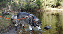 Load image into Gallery viewer, Truelove Anti-Slip Dog Shoes
