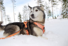 Load image into Gallery viewer, Truelove Reflective Dog Harness
