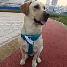 Load image into Gallery viewer, Truelove Adjustable Easy on Dog Harness
