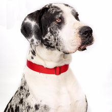 Load image into Gallery viewer, Martingale Dog Collar
